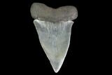 Huge, Fossil Mako Shark Tooth - South Carolina #142318-1